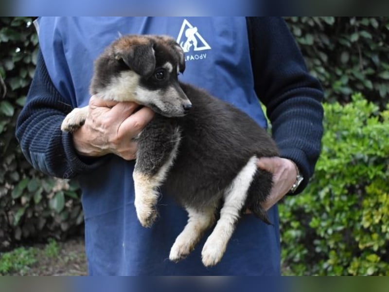 Vistella - Kuckuck...hallo...sind da draußen Menschen?