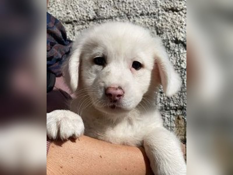 Ina - (Dringend Pflegestelle oder Zuhause gesucht) Neunmal werden wir noch wach...