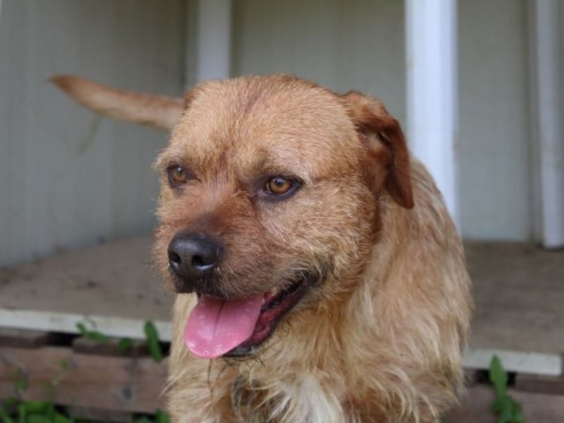 Icarus - Ein freundlicher Charmeur