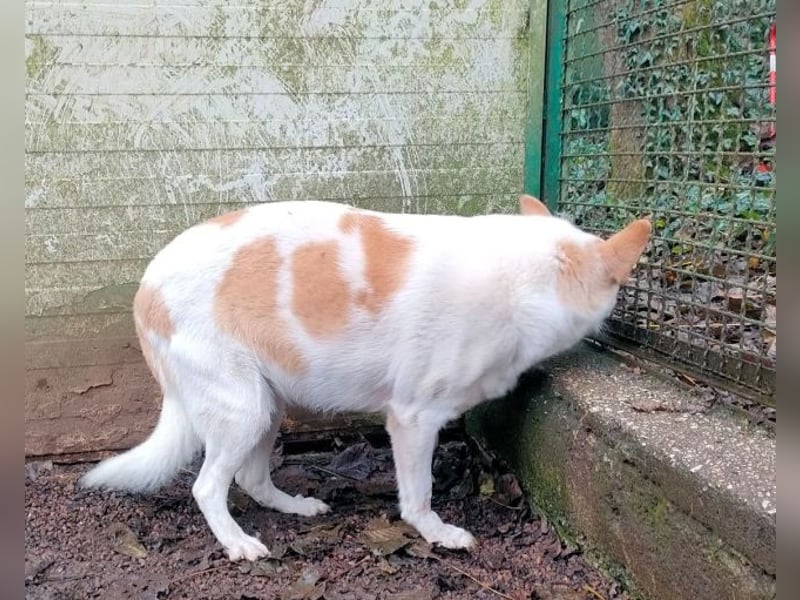 Shylyn - Es war einmal ...