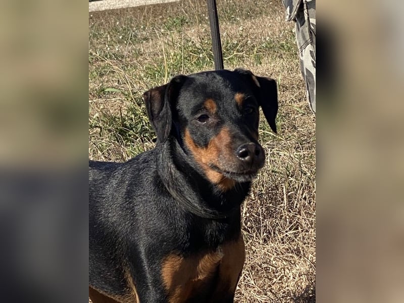 Anny - Ältere Hundedame sucht ihren Prinzessinnenplatz