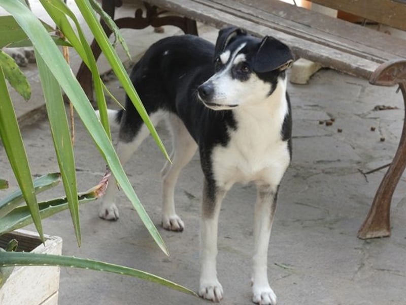 Nikita - Still, übersehen und dabei so besonders