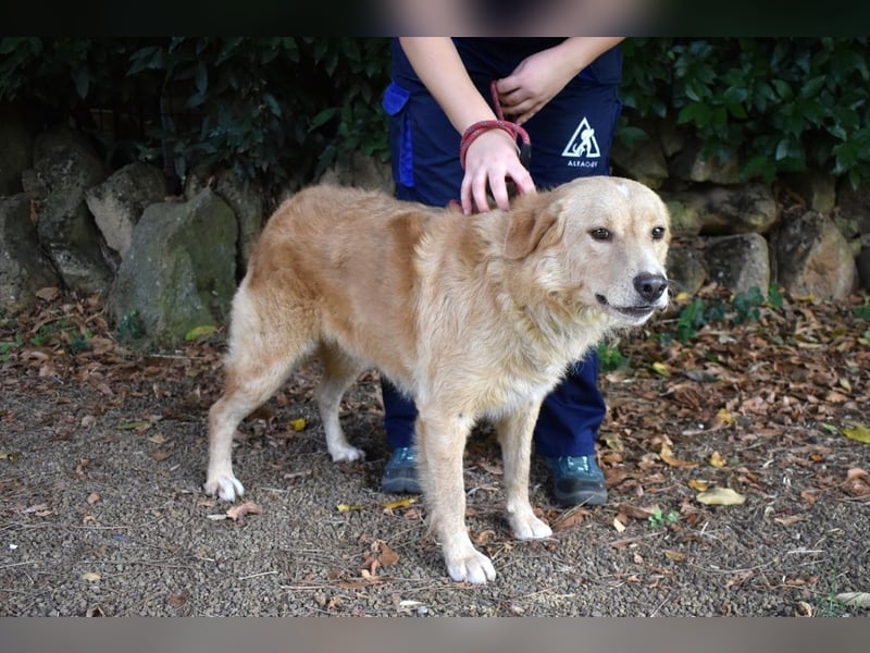 Gibble - Wie ein Wort, das auf der Zunge liegt ...