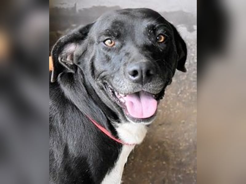 Perlyn - Charmante Ex-Sommerfigur mit Modelpotenzial