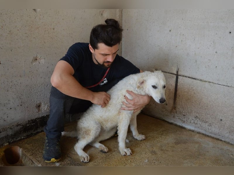 Adryelle - Lebensfreude auf vier Pfoten