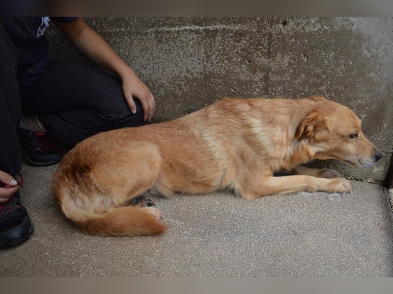 Ferelith - Was wäre, wenn....