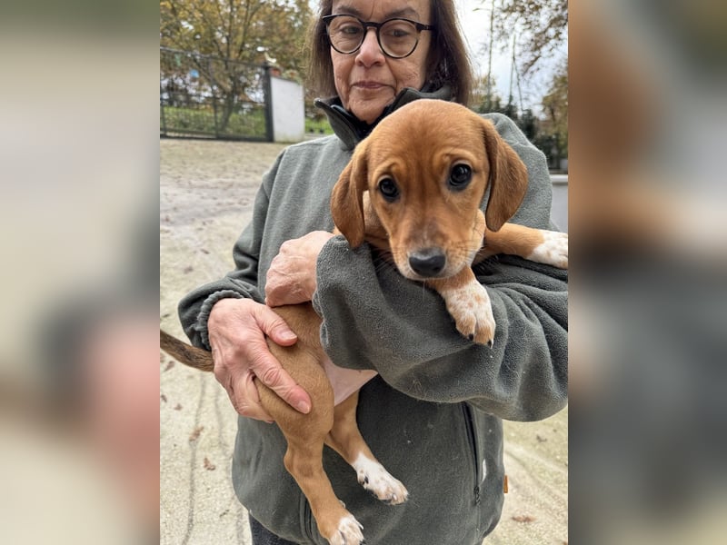 Sandorah - (Dringend Pflegestelle oder Zuhause gesucht) Wo darf ich ankommen?