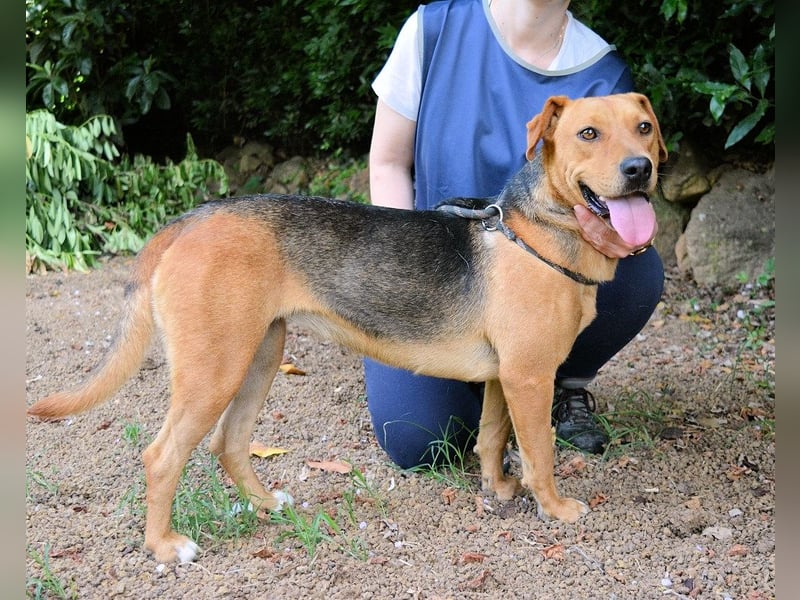 Linnea - Hauptsache ihr großes Herz passt in`s Körbchen