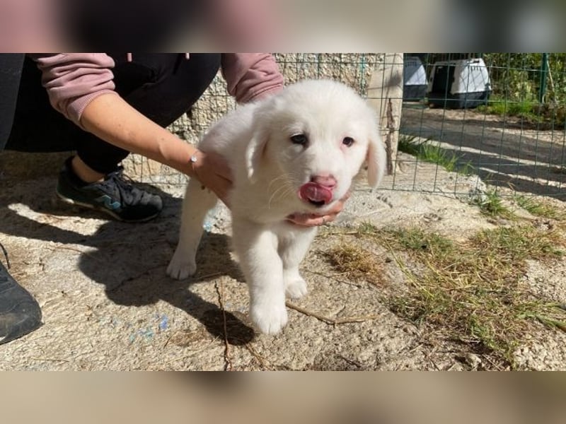 Ina - (Dringend Pflegestelle oder Zuhause gesucht) Neunmal werden wir noch wach...