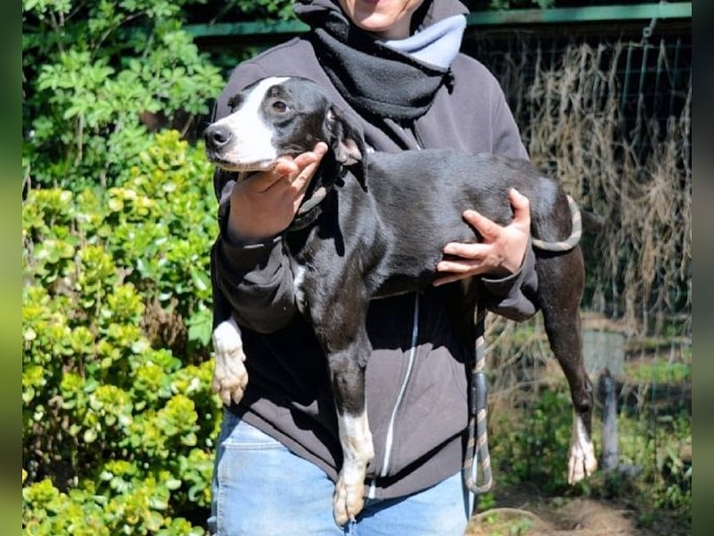 Gabrikia - Zwischen Staub und Sternen