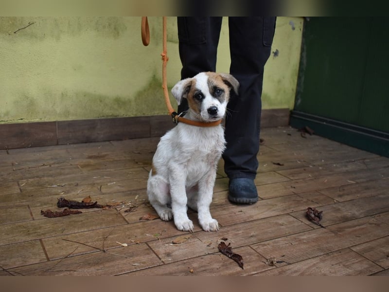 Elenio - SOS - Dringend Zuhause gesucht - Ein leuchtendes Fellknäuel