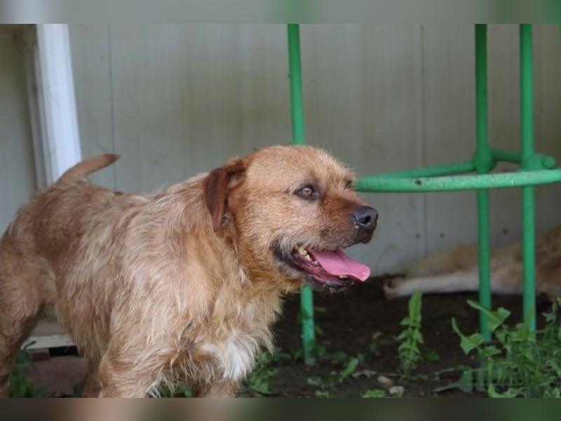 Icarus - Ein freundlicher Charmeur