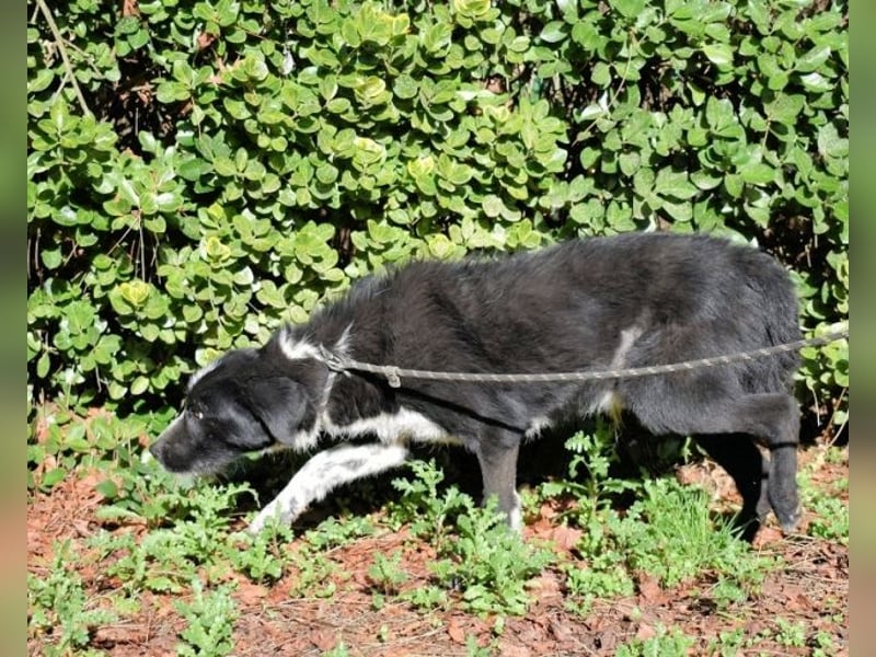 Dino - Gentleman auf Irrwegen
