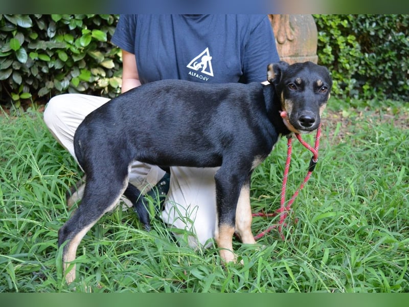 Damiana - ein schüchternes Hundemädchen sucht Sicherheit