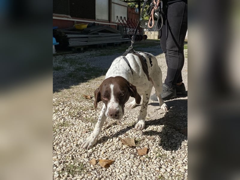 Sandro - Liebster Freigeist sucht Familie (gerne mit Kindern)