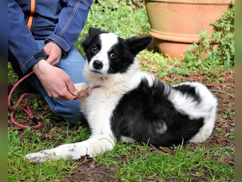 Crix - Hat seine Fledermausohren auf Empfang