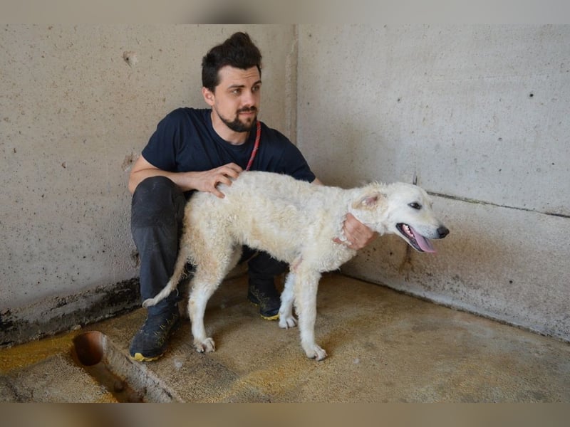 Adryelle - Lebensfreude auf vier Pfoten