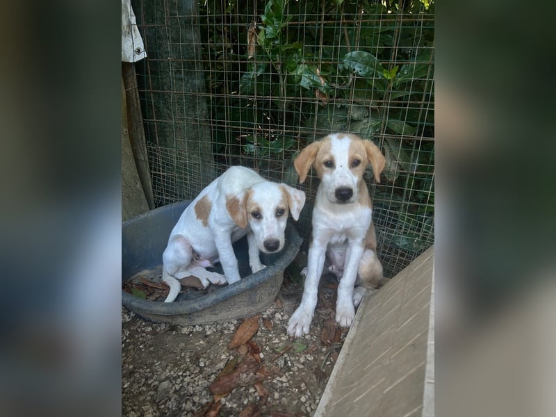 Wurstel - Die leise Hoffnung, dass etwas Besseres kommt