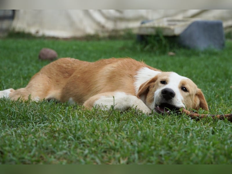 Wurstel - Die leise Hoffnung, dass etwas Besseres kommt