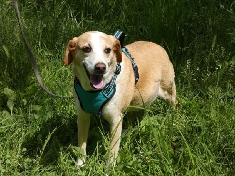 Chucky - NOTFALL - armes kleines Häschen