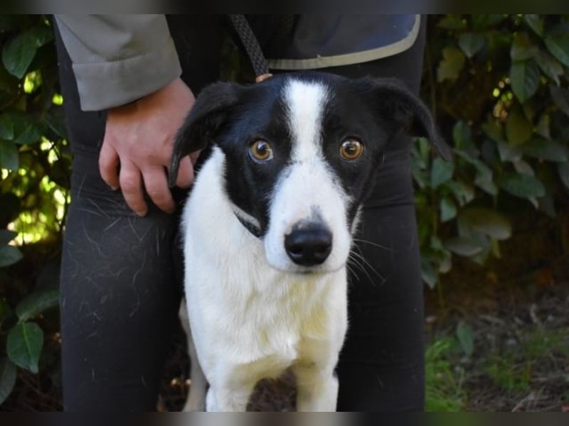 Halcyon - Ein böser Traum, Halcyon, nur ein böser Traum?