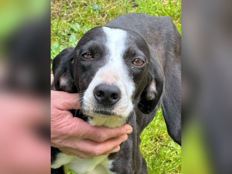 Gabrikia - Zwischen Staub und Sternen