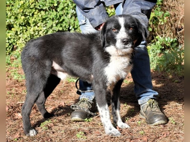 Dino - Gentleman auf Irrwegen