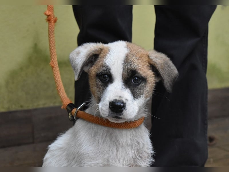 Elenio - SOS - Dringend Zuhause gesucht - Ein leuchtendes Fellknäuel