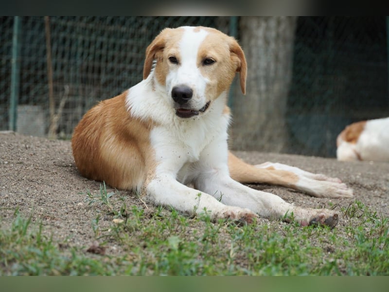 Wurstel - Die leise Hoffnung, dass etwas Besseres kommt