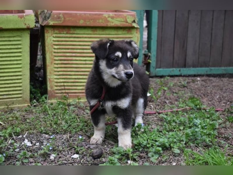 Vistella - Kuckuck...hallo...sind da draußen Menschen?