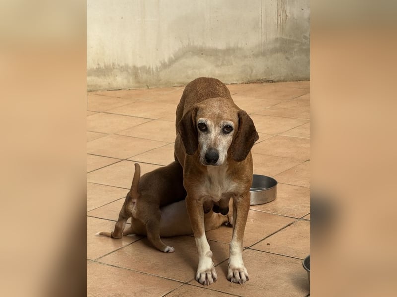 Silke - Streunerin möchte nach Hause