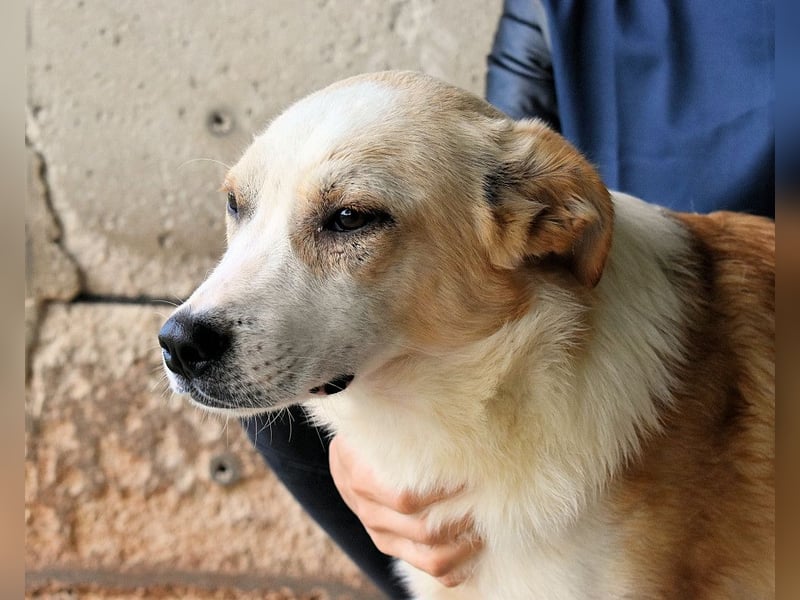 Simbad - Ein verlässlicher Partner...