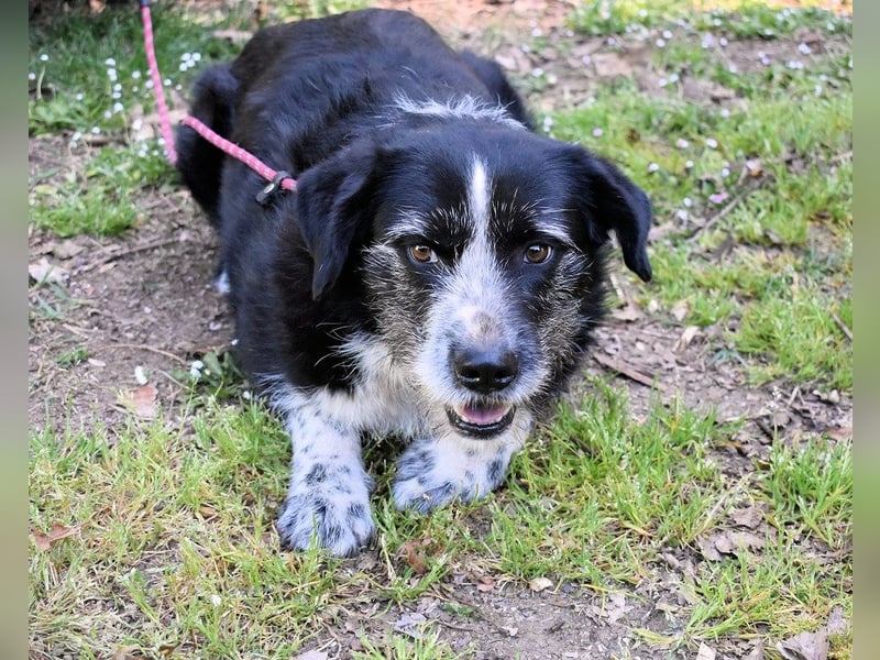 Dino - Gentleman auf Irrwegen