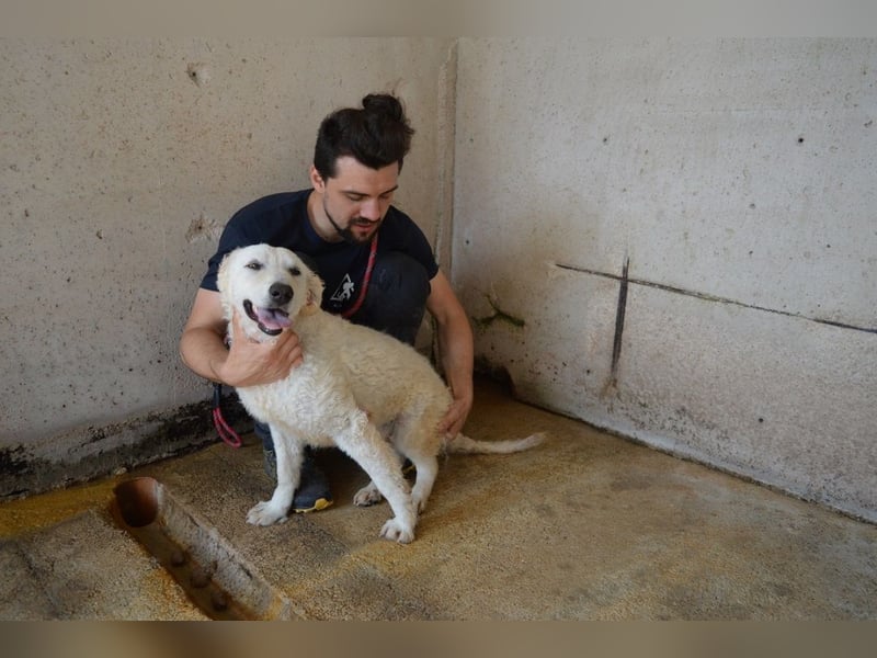 Adryelle - Lebensfreude auf vier Pfoten