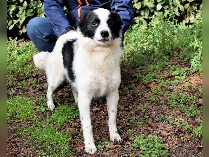 Crix - Hat seine Fledermausohren auf Empfang