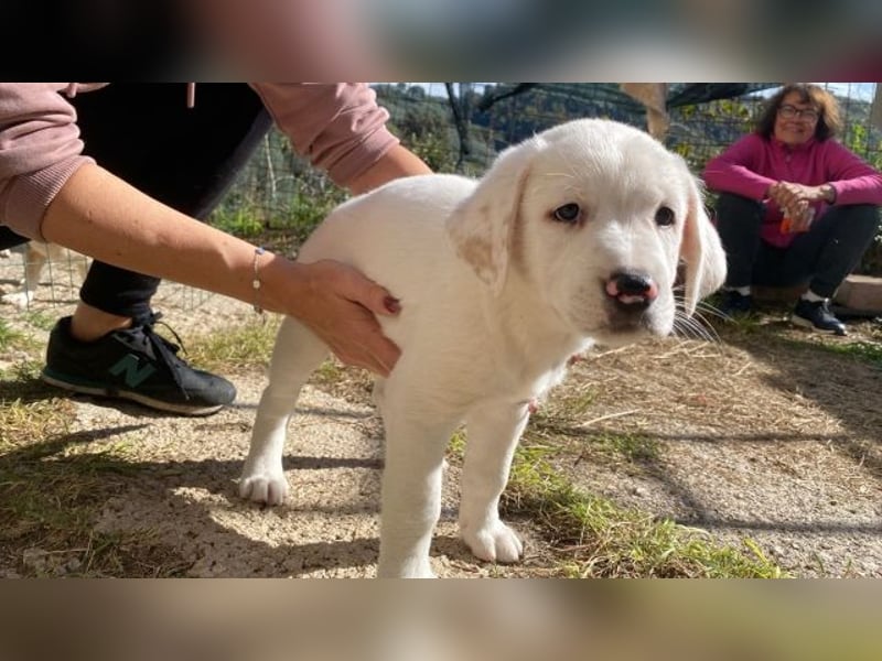 Ivo - (Dringend Pflegestelle oder Zuhause gesucht) Neunmal werden wir noch wach...