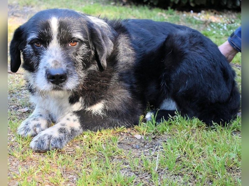 Dino - Gentleman auf Irrwegen