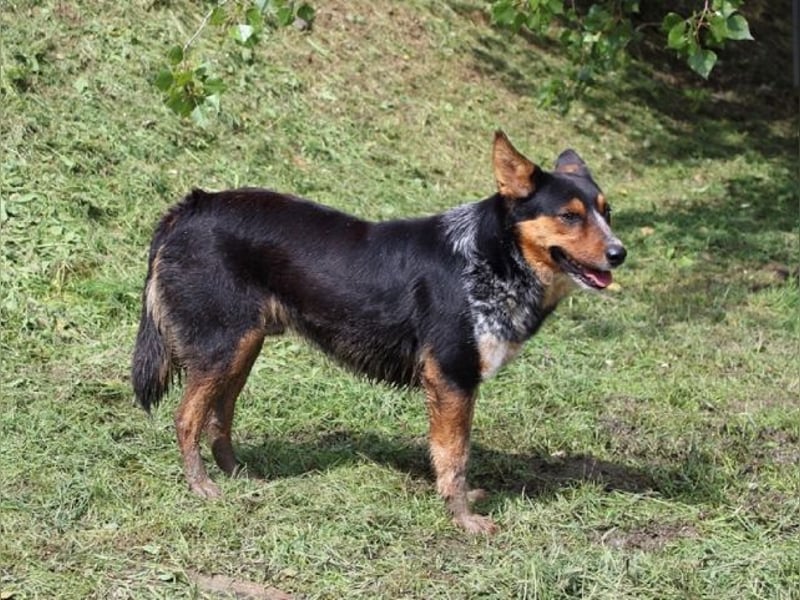 Parzifal - Ach, du heiliger Kauknochen ...!