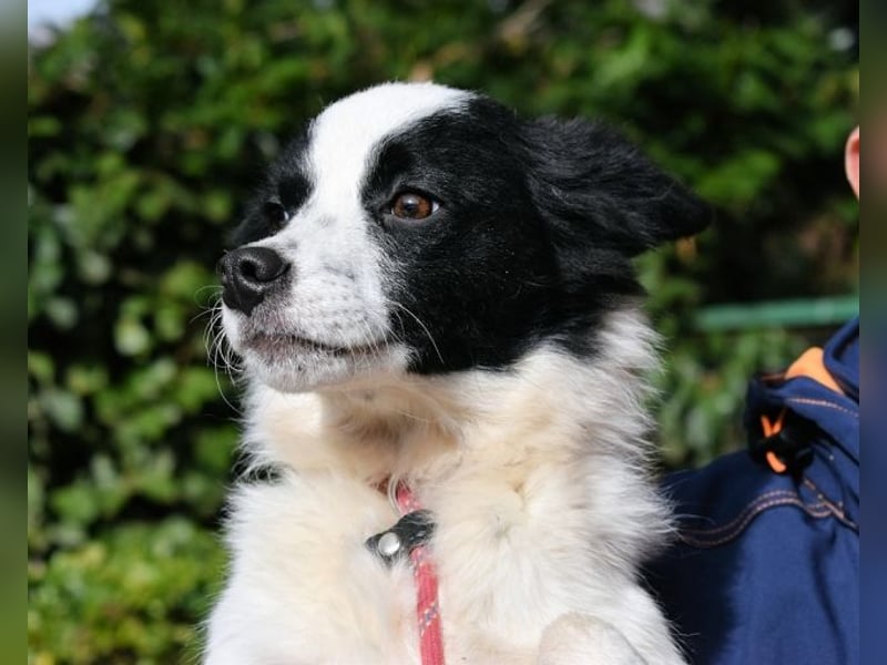 Crix - Hat seine Fledermausohren auf Empfang