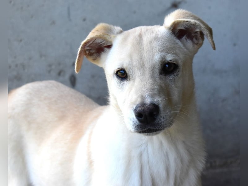 Elaro - gesucht: ein Post-it mit "Sicherheit"