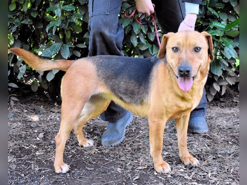 Linnea - Hauptsache ihr großes Herz passt in`s Körbchen