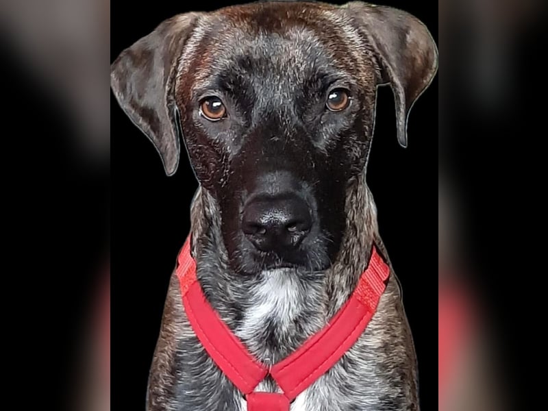 Branson - (DRINGEND Zuhause gesucht) taut langsam auf und sucht Menschen mit Zeit
