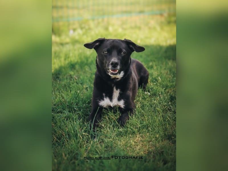 Nikulas - Hallo neues Glück!