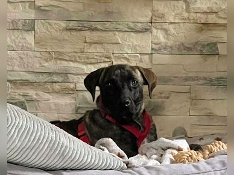 Branson - (DRINGEND Zuhause gesucht) taut langsam auf und sucht Menschen mit Zeit