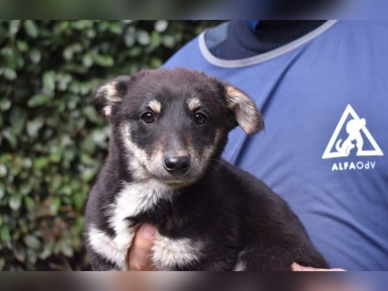 Vessilia - Kuckuck...hallo...sind da draußen Menschen?