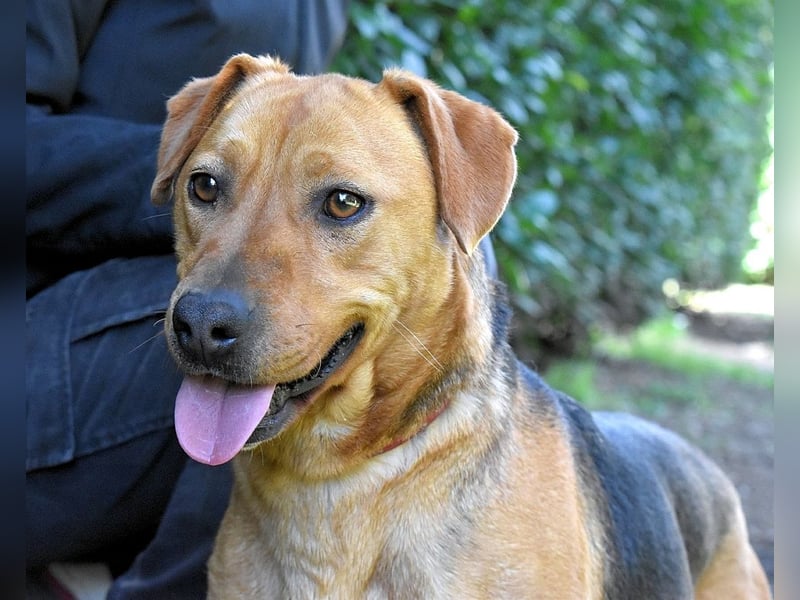 Linnea - Hauptsache ihr großes Herz passt in`s Körbchen
