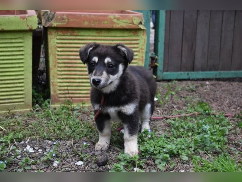 Vistella - Kuckuck...hallo...sind da draußen Menschen?