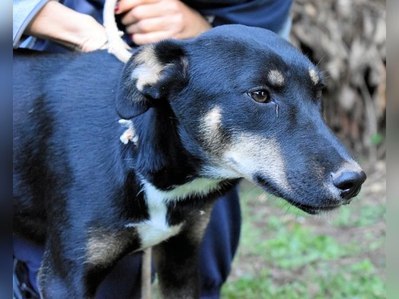 Damiana - ein schüchternes Hundemädchen sucht Sicherheit