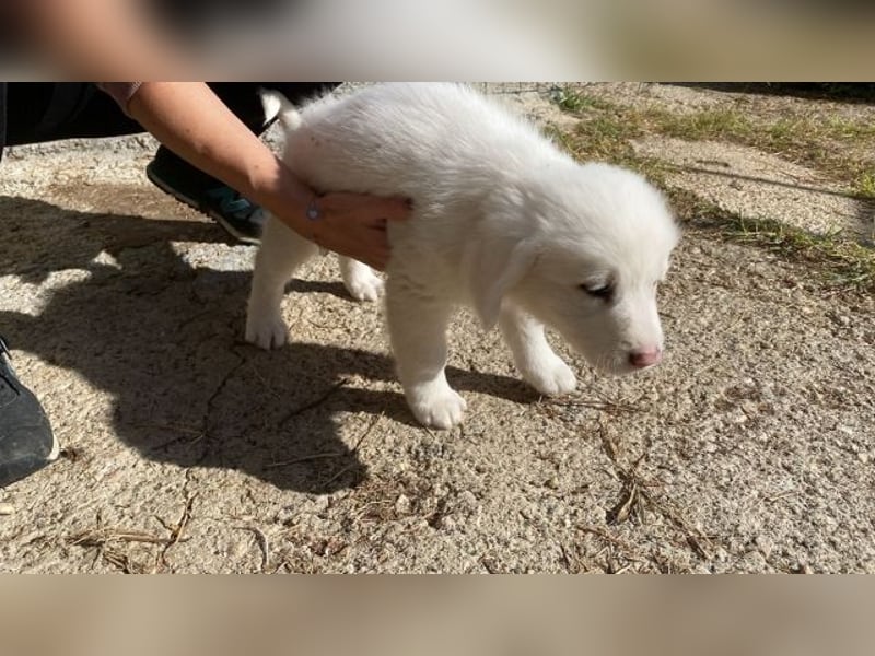 Ina - (Dringend Pflegestelle oder Zuhause gesucht) Neunmal werden wir noch wach...