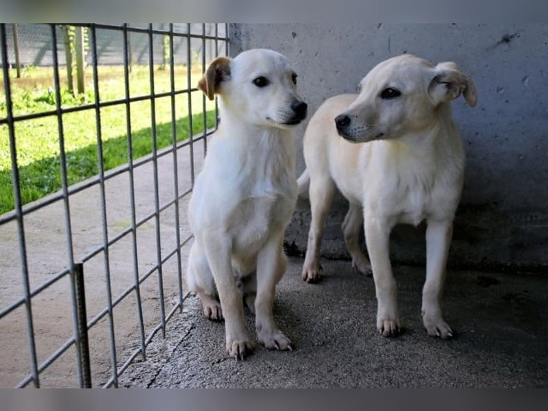 Elvio - seine Mut-Münzen sind fast aufgebraucht